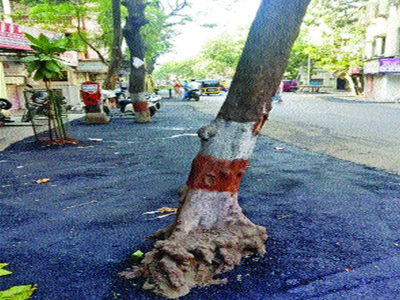 The concretion of tree hides also | झाडांच्या बुंध्याचेदेखील काँक्रिटीकरण