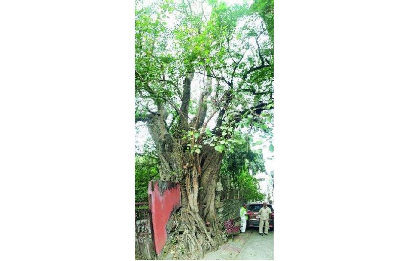 green activists mailed to save 208 year old peepal tree in sitabuldi area | 'त्या' पुराणवृक्षाला वाचविण्यासाठी राज्यभरातून सरसावले वृक्षप्रेमी