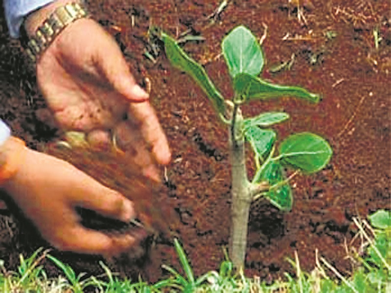 Where to bring soil, sand for cultivation of 3 million trees? Plans surround suspicion | ३३ कोटी वृक्ष लागवडीसाठी माती, वाळू आणली कोठून?; योजना संशयाच्या भोव-यात