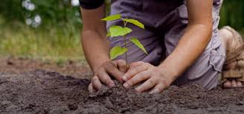 If you plant five trees, tax wiil be exmpted | पाच झाडे लावून संगोपन केल्यास घरपट्टी माफ!