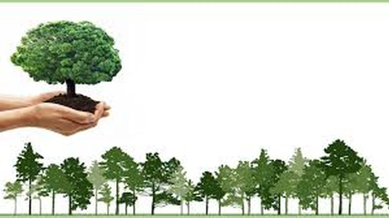 Tree plantation fulfills 88% in Washim district | ३३ कोटी वृक्षलागवडीचे ८८ टक्के उद्दीष्ट पूर्ण!