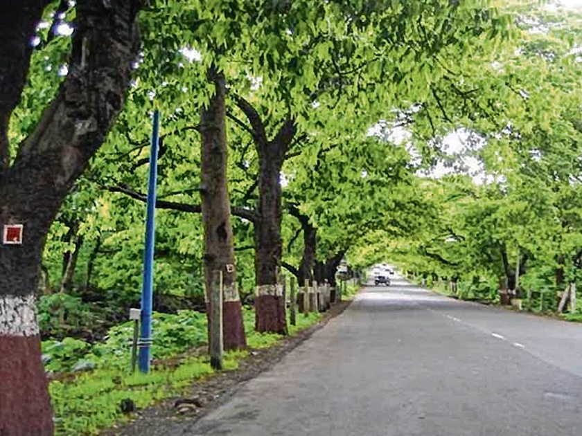 Mumbai Municipal Corporation says, '1 lakh trees registered in ten years' | मुंबई महापालिका म्हणते, ‘दहा वर्षांत ११ लाख झाडांची नोंद’