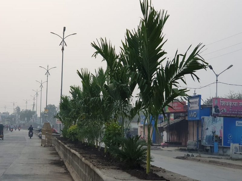 Before the ministerial tour, the trees planted on the road of Hingoli | मंत्र्यांच्या दौऱ्याआधी हिंगोलीच्या रस्ता दुभाजकात रात्रीतून लागली झाडे