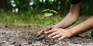 5000 trees planting and raising in Washim city | वाशिम शहरात पाच हजार वृक्षांचे रोपन व संगोपन