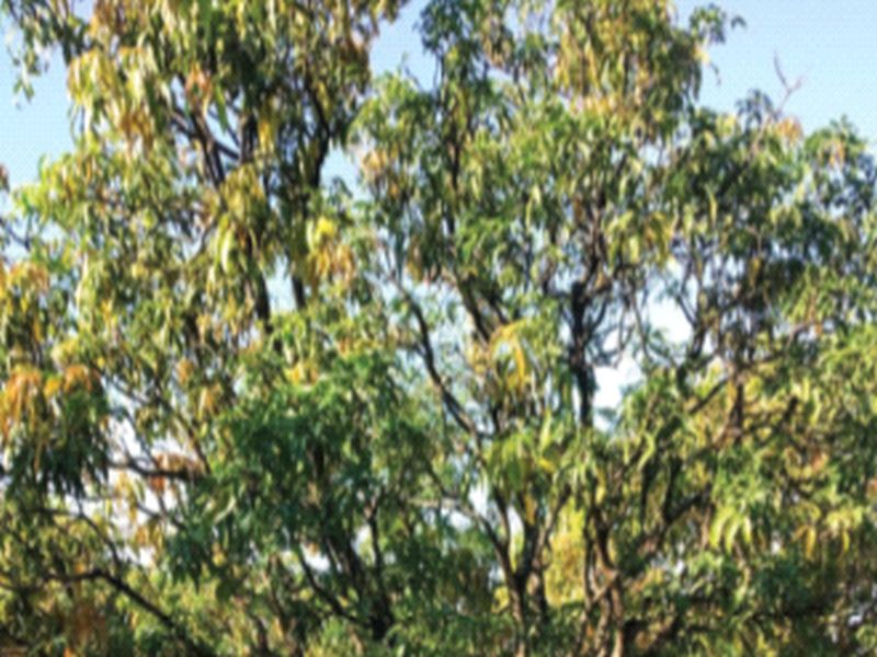 Infestation of mango trees in the taluka | तालुक्यातील आंब्याच्या झाडांवर तुडतुड्यांचा प्रादुर्भाव