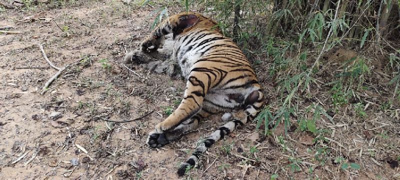 Tigress found dead in karwa forest near ballarpur | कारवा जंगलात आढळला वाघिणीचा मृतदेह