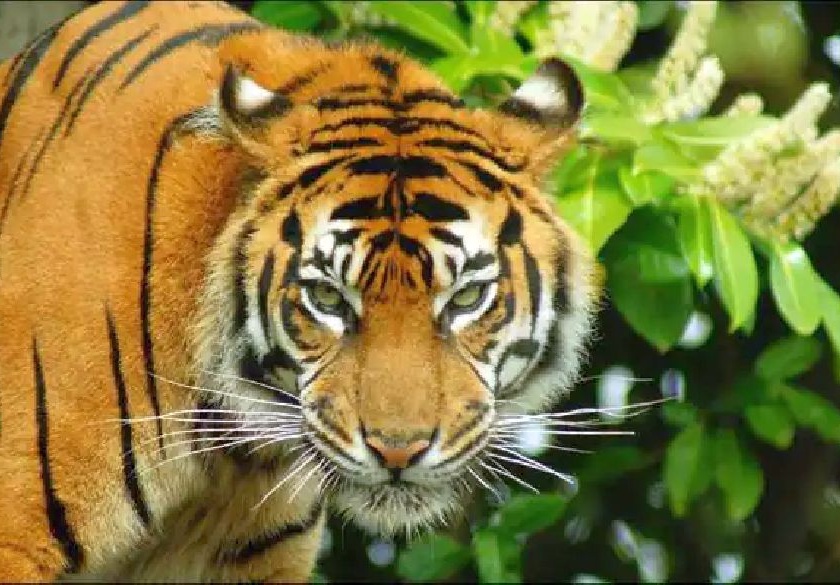 three people injured in attack by tiger in yavatmal | कवठा वाऱ्हात वाघाचा थरार, एकाचवेळी तिघांवर हल्ला