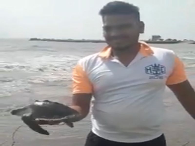 The fishermen were rescued of rare turtles trapped in the net | जाळ्यात अडकलेल्या दुर्मिळ कासवांची मढ येथील मच्छिमारांनी दिले जीवदान