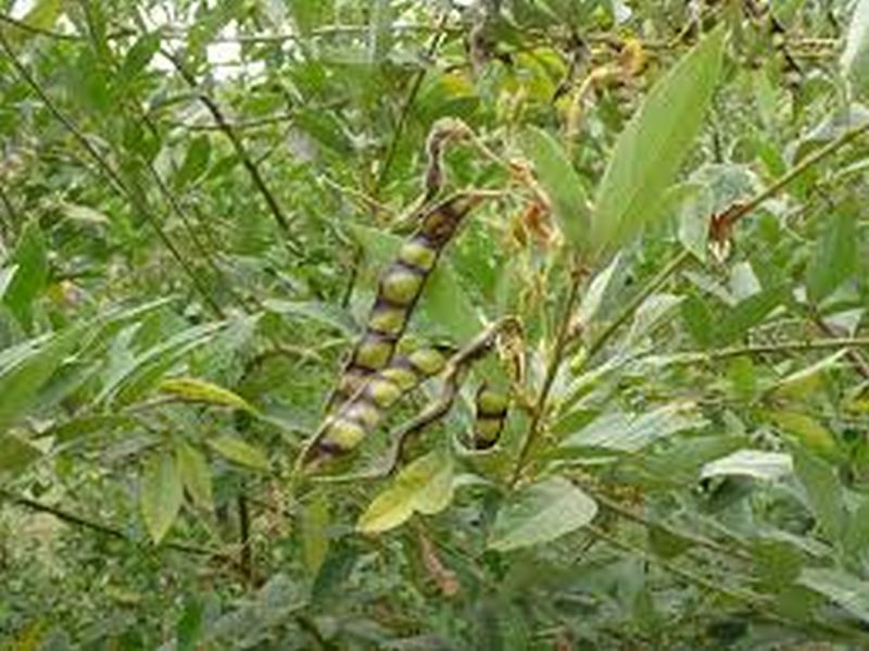 Changing Environmental Impact: Due to the incidence of dead disease on tamarind crops in Washim district | बदलत्या वातावरणाचा फटका : वाशिम जिल्ह्यात तूर पिकावर मर रोगाचा प्रादुर्भाव
