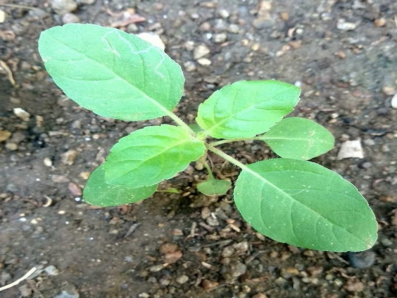 If a Tulasi plant is grown on a garbage, is it a Tulasi impure ? | उकिरड्यावर तुळशीचे रोप उगवले तर, ती तुळस अपवित्र होते का..?
