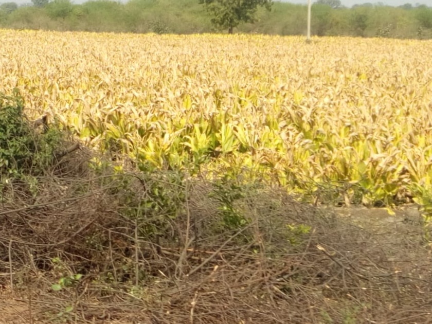 Loss of turmeric crop due to cold | नदीकाठच्या शेतातील हळद पिकाचे अतोनात नुकसान!