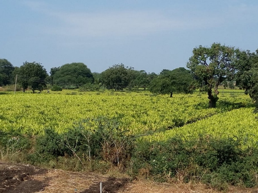 farmers priference the turmeric crop in washim | शिरपूरात शेतकऱ्यांनी दिली हळद पिकाला पसंती    