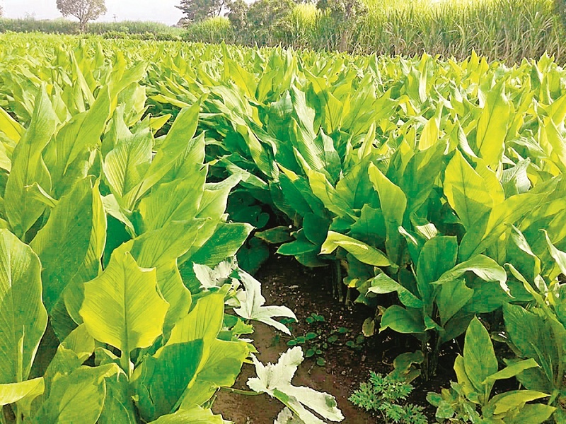The success story of the progressive farmer; Millions earned by producing turmeric powder in just 20 guntha | प्रगतीशील शेतकऱ्याची यशकथा; केवळ २० गुंठ्यात हळद लागवड ते पावडर निर्मिती करून कमावले लाखो