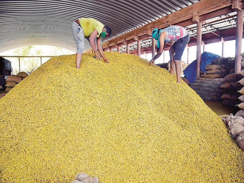 Turmeric prices fall by 25 per cent in Hingoli; The cost of cultivation of farmers did not go up | हिंगोलीत हळदीचे दर २५ टक्क्यांनी घटले; शेतकऱ्यांचा लागवड खर्चही निघेना