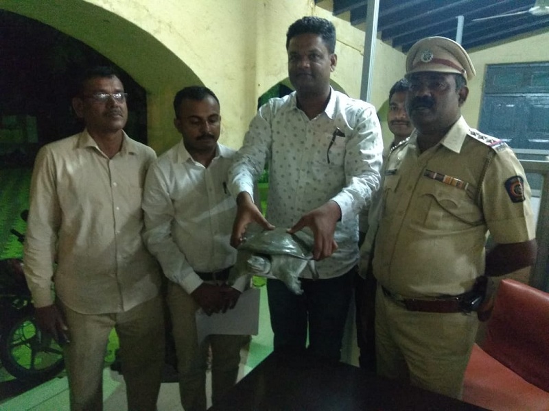 One person arrested while smuggling rare green back turtle at Vaijapur | वैजापुरात दुर्मिळ ग्रीन बॅक कासवाची तस्करी करताना एकास अटक 