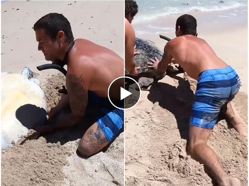 youtuber man step in to save stranded turtle rescue in beach video goes viral on social media  | दुर्गम समुद्रकिनारा, पाठीवर उलटे पडले होते कासव; 'देवदूत' बनून आलेल्या व्यक्तीने वाचवला जीव