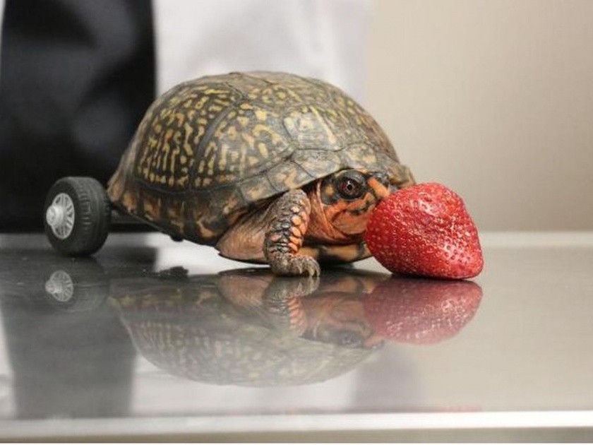 Pedro turtle rolls again after lsu surgery | कासवाला नव्हते पाय, डॉक्टरांनी आयडियाची भन्नाट कल्पना लावून केलं त्याला चालतं!