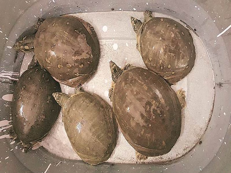Delhi man who purchased five turtles for ailing father in law to eat arrested | आजारी सासऱ्यांना खायला द्यायचं होतं कासव; जावई गजाआड