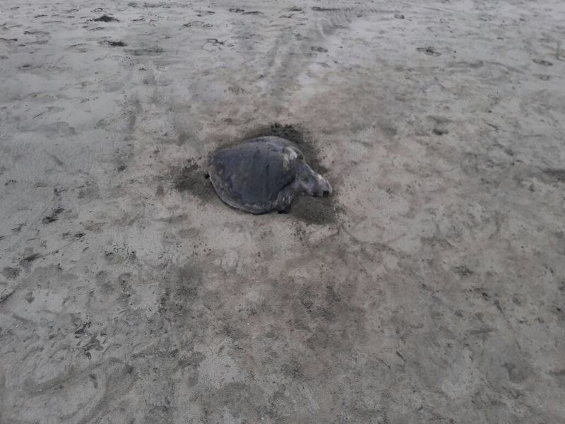 Threat for Olive ridley sea turtles in Konkan | मासे पक़डण्याच्या जाळ्य़ात आणि बोटीच्या पंख्यात अडकून दुर्मीळ कासवांचा मृत्यू