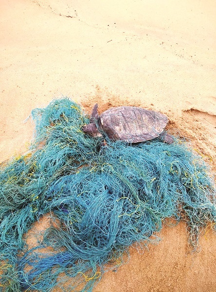 Six turtles were found in Devgad on the same day, four injured after being caught in a trap | देवगडात एकाच दिवशी सहा कासवे सापडली, जाळ्यात अडकल्याने चार जखमी
