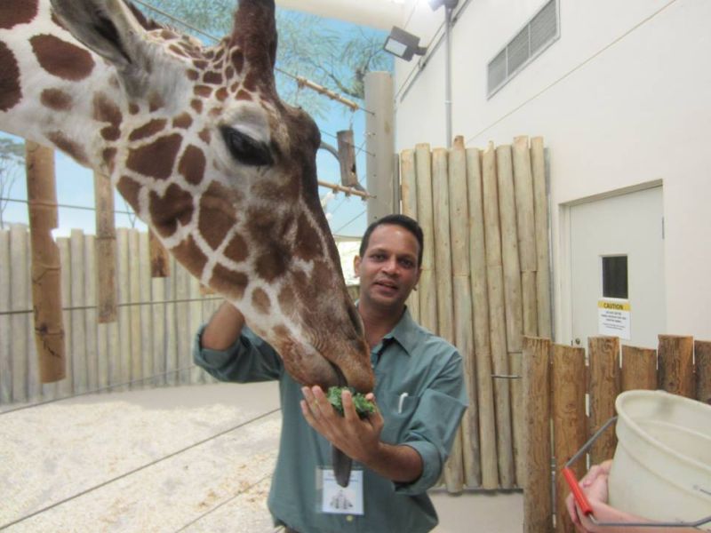 Friend of giraffes; Jobs in corporate sector left for favorite work | जिराफांचा मित्र; आवडीच्या कामासाठी सोडली कॉर्पोरेट क्षेत्रातील नोकरी