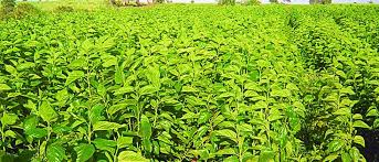  Start of tuti plants in the district of Washim for silk farming | रेशिम शेतीसाठी वाशिम जिल्ह्यात तुती रोपनिर्मितीस प्रारंभ