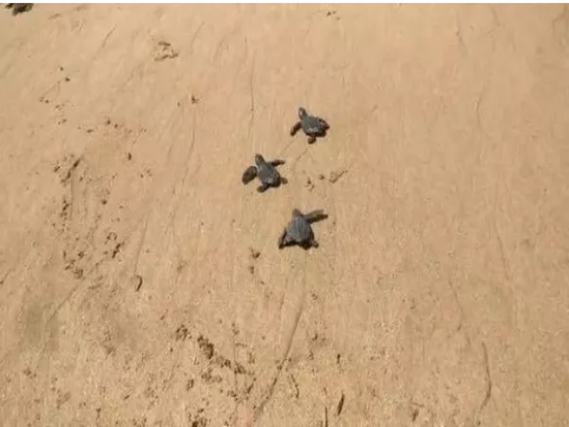 more than 50 turtle found at versova beach | वर्सोवा बीचवर भरली कासवांची जत्रा, 20 वर्षांनंतर आढळले ओलिव्ह रिडेल प्रजातीची कासवं