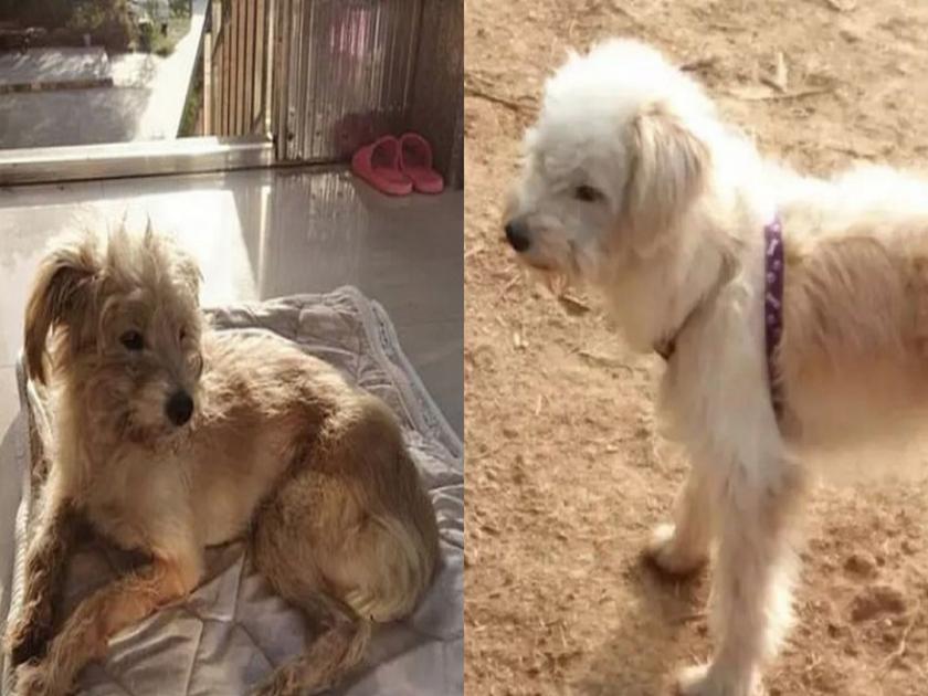 Dog walks for 60 km in 26 days to meet lost family in china | मालकाची ओढ! हरवलेल्या कुत्र्यानं २६ दिवस पायपीट करत ६० किमी रस्ता केला पार