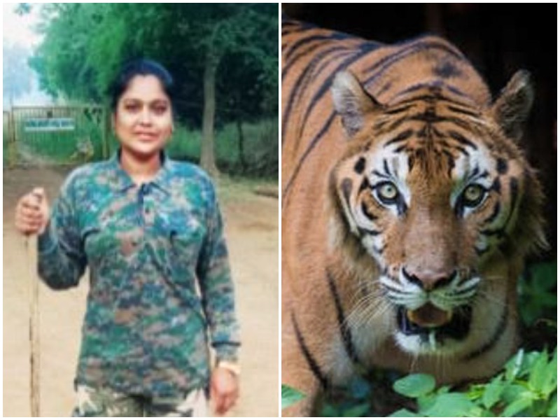 tiger kills female forest ranger at Tadoba Sanctuary in front the eyes of tourists | ताडोबा अभयारण्यात वाघिणीने घेतला महिला वनरक्षकाचा बळी; पर्यटकांच्या डोळ्यांदेखत थरार