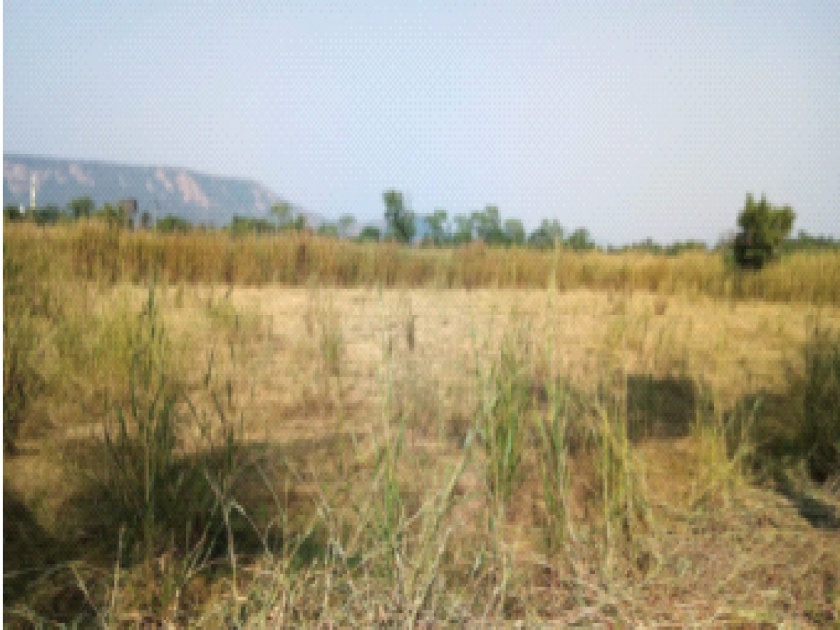Seven acres of land for seed multiplication center in Mahad taluka is deserted | महाड तालुक्यातील बीजगुणन केंद्राची सात एकर जमीन ओसाड