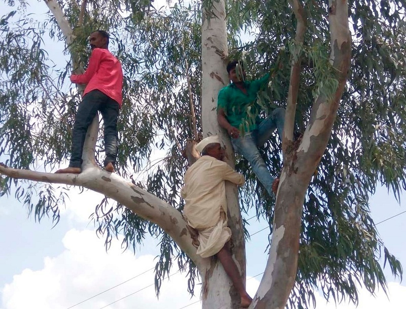 Farmers climbing trees for the demand of transformer at Kalamb | कळंब येथे रोहित्राच्या मागणीसाठी शेतकरी चढले झाडावर