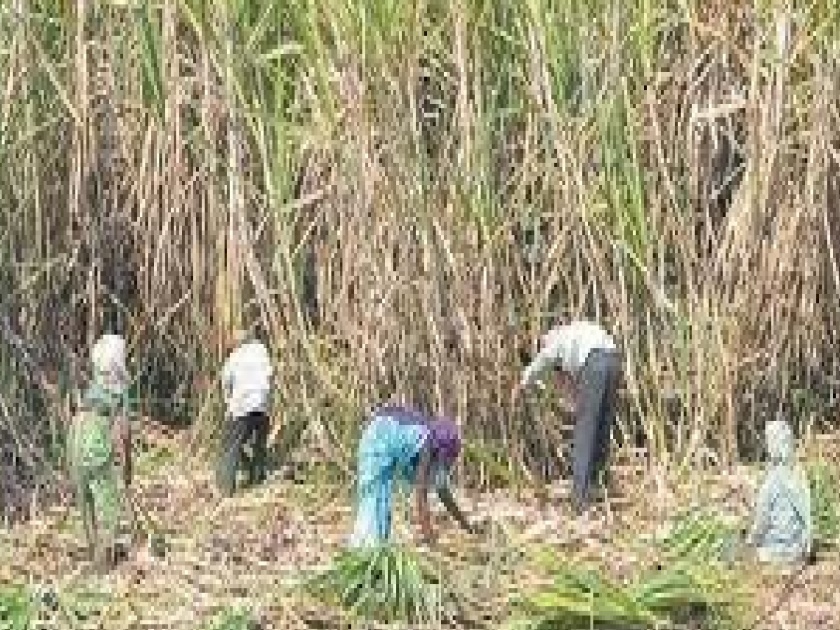 Promise of providing labor for sugarcane crushing, fraud of two and a half lakhs of a farmer in Samdoli sangli | Sangli: ऊसतोडीसाठी मजूर पुरविण्याचे आश्वासन, समडोळीतील शेतकऱ्याची अडीच लाखांची फसवणूक