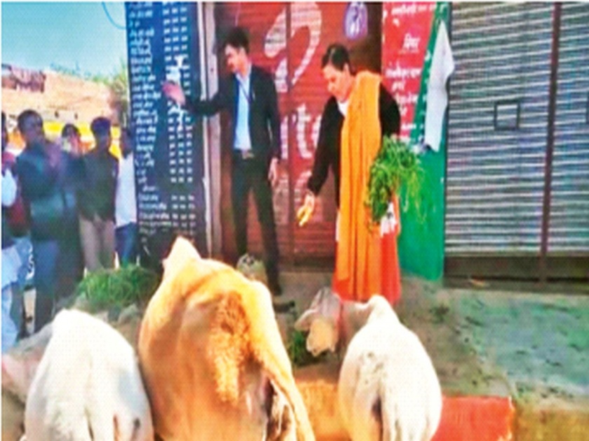Drink milk not alcohol; Cows tied in front of shops, BJP leader Uma Bharti's unique movement | दारू नव्हे दूध प्या; दुकानांपुढे बांधल्या गायी, भाजप नेत्या उमा भारती यांचे अनोखे आंदोलन