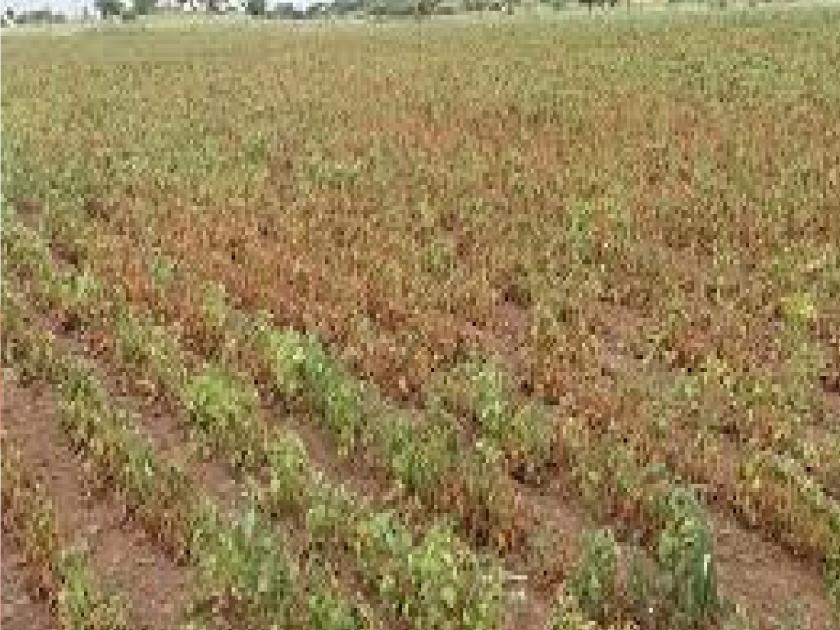 Due to lack of water in Satara district the summer crop area will decrease | सातारा जिल्ह्यातील उन्हाळी क्षेत्र घटणार; पिकांवर ‘पाणी’ फेरणार
