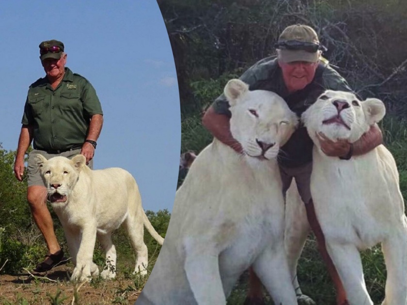 South African conservationist killed by lions he reared | धक्कादायक! फिरायला नेलेल्या सिंहांनीच केला अंकल वेस्ट यांच्यावर हल्ला, जागेवरच मृत्यू!