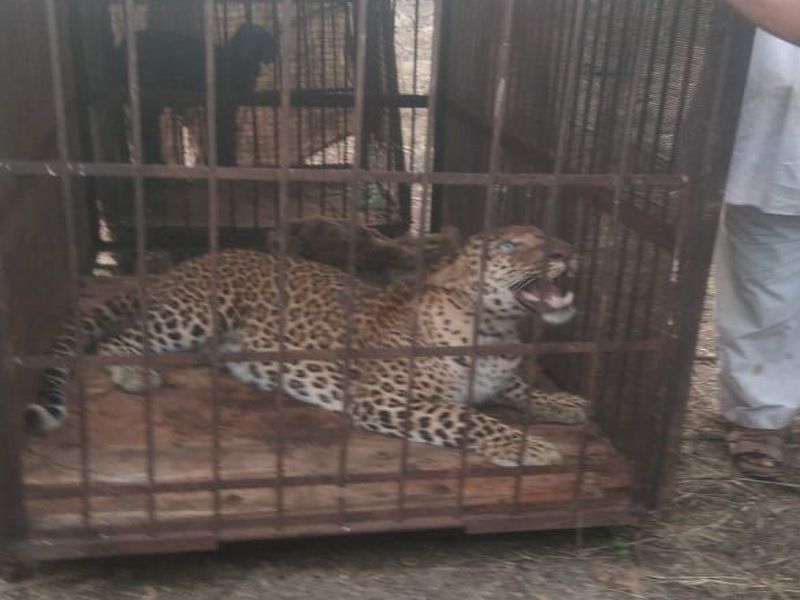 leopard caught in undergaon solapur | उंदरगावमध्ये धुमाकूळ घालणारा बिबट्या पिंजऱ्यात जेरबंद