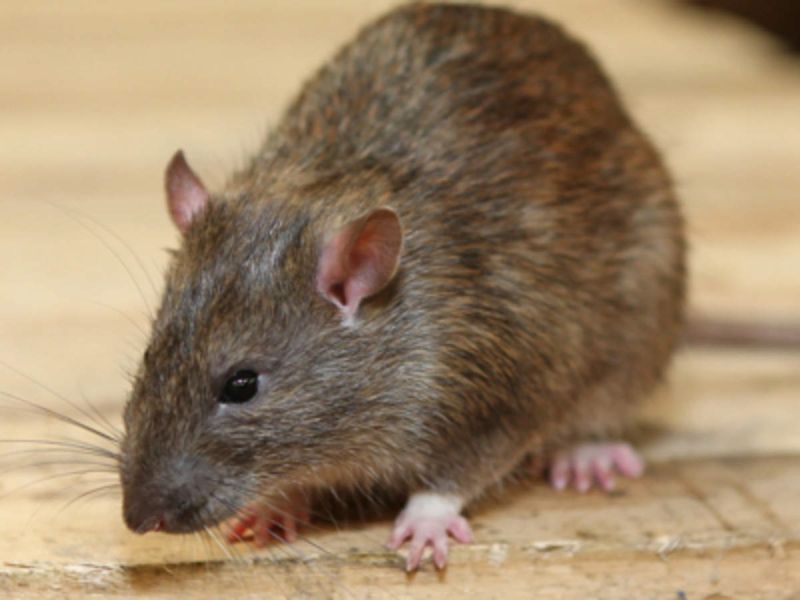 Mice will become the 'spy' of security systems, brain activity will be controlled by 'remote' | उंदीर बनणार सुरक्षायंत्रणांचा ‘जासूस’, ‘रिमोट’द्वारे संचालित होणार मेंदूंच्या क्रिया