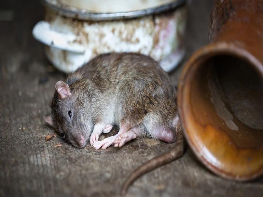 Complaint for killing a rat by drowning it in a drain; Police sent the body for postmortem | उंदराला नाल्यात बुडवून मारल्याप्रकरणी तक्रार; पोलिसांनी बॉडी पोस्टमॉर्टमला पाठवली