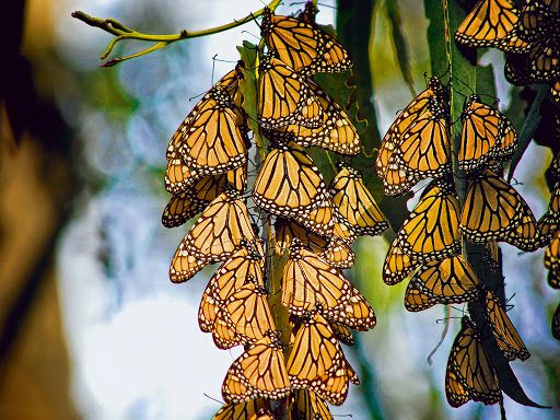 There are 180 species of butterflies in Vidarbha | विदर्भात आढळतात १८० प्रजातींची फुलपाखरे
