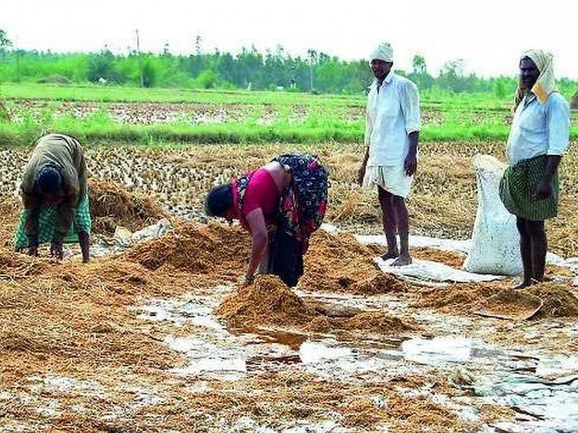 huge loss of vidarbha farmers but less help from shiv sena | विदर्भातील शेतकऱ्यांचे नुकसान अतोनात, मदत मात्र तुटपुंजी