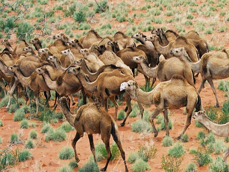 In Australia serious water problems, 10,000 camels were shot dead | धक्कादायक... ऑस्ट्रेलिया सरकार १० हजार उंटांना गोळ्या झाडून ठार करणार!