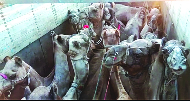 Shocking; Four camels killed for slaughter in Hyderabad | धक्कादायक; हैदराबाद येथे कत्तलीसाठी जाणाºया चार उंटांचा मृत्यू