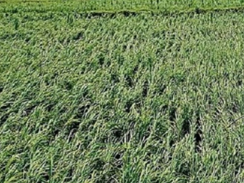 Bad weather hits paddy crops; farmers in trouble | अवकाळीचा धानपिकांना फटका; बळीराजा अडचणीत
