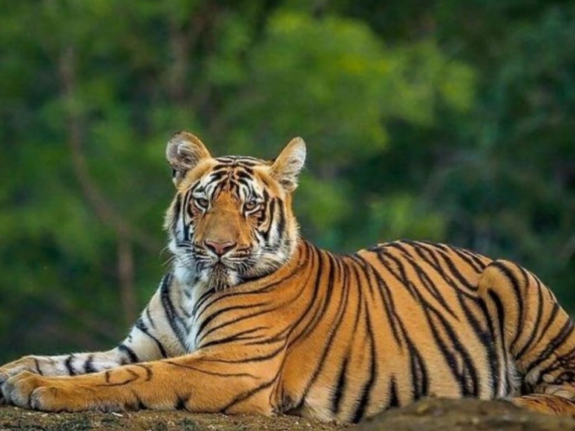 Two tigers in Tadoba will be released in the Sahyadri Tiger Reserve! | ताडोबातील दोन वाघांना सह्याद्री व्याघ्र प्रकल्पात सोडणार !