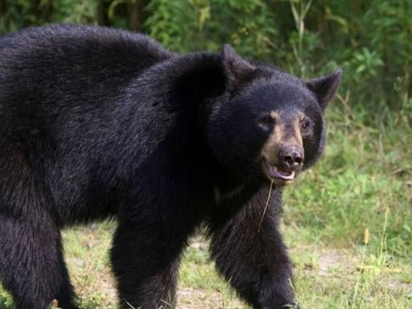 Three women who were gathering firewood were attacked by bears | सरपण गाेळा करणाऱ्या तीन महिलांवर अस्वलांचा हल्ला