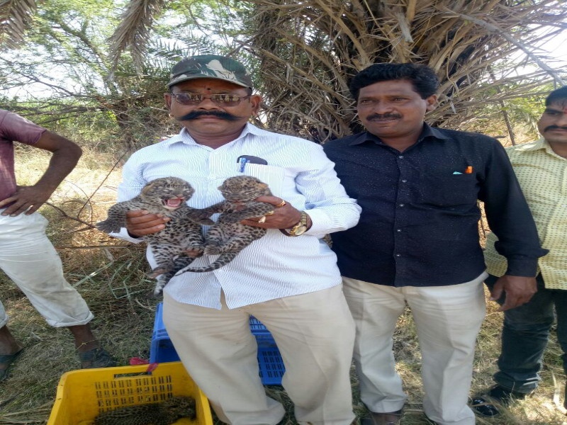 found four lizards of the leopard in shirur | गुरगुरणे ऐकले आणि सापडले बिबट्याचे चार बछडे