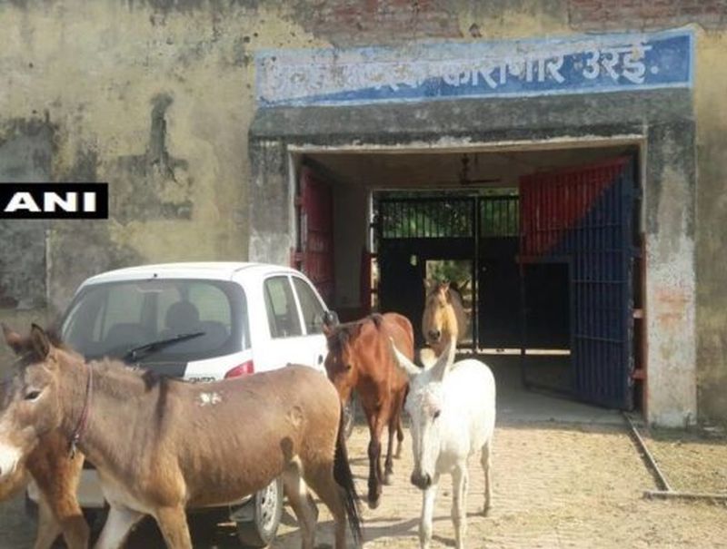 Police arrest donkeys for destroying plants in Uttar Pradesh | अजब ! फुलांचं नुकसान केल्याने पोलिसांनी गाढवांनाच केली अटक, चार दिवस कारागृहात ठेवलं डांबून