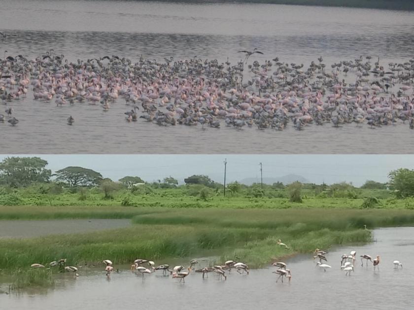 Migratory bird in Uran area, free movement of many attractive water birds including flamingos! | उरण परिसरात स्थलांतरित पक्ष्यांची जत्रा, फ्लेमिंगोसह अनेक आकर्षक जलचर पक्षांचा मुक्त संचार !