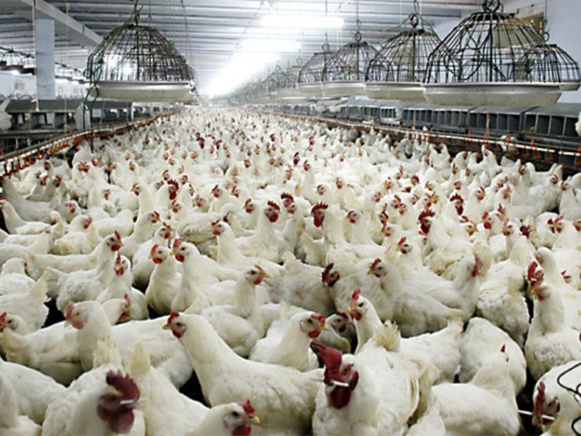 company forced to kill up to 2 million chickens due to lack of staff amid coronavirus kkg | CoronaVirus: लाखो कोंबड्यांवर पुन्हा संक्रांत; आता वेगळंच कारण ठरतंय कर्दनकाळ