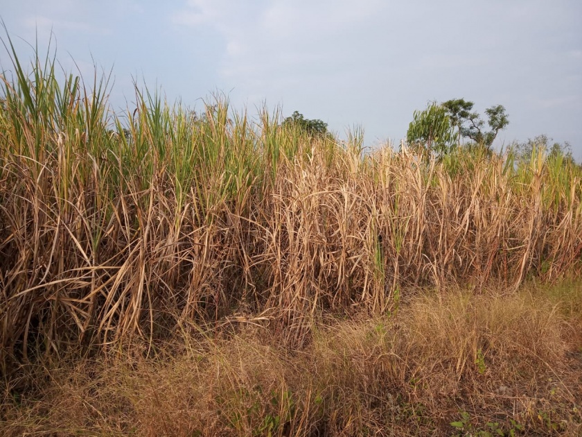 Sugarcane crop grown in Karvir taluka | करवीर तालुक्यात उभे ऊस पीके करपली